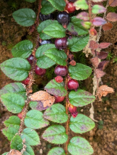 Gaultheria nummularioides, photograph 4