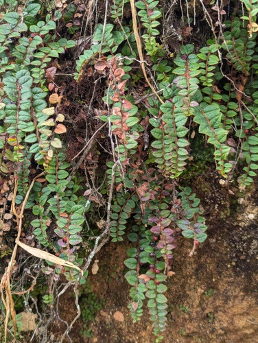 Gaultheria nummularioides, photograph 5