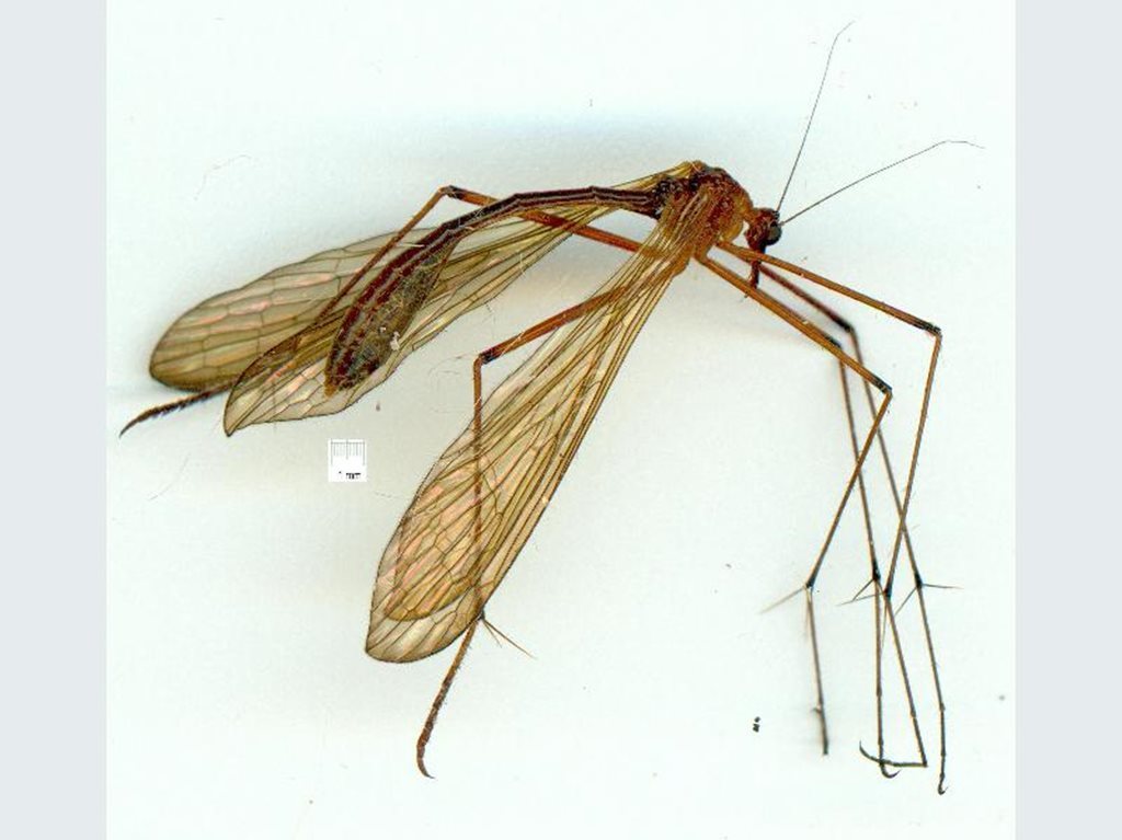 Edriobittacus