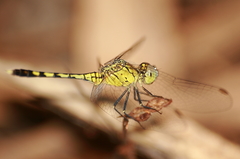 Diplacodes trivialis