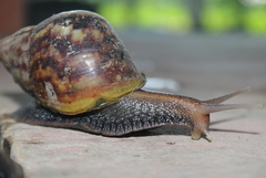 Lissachatina fulica