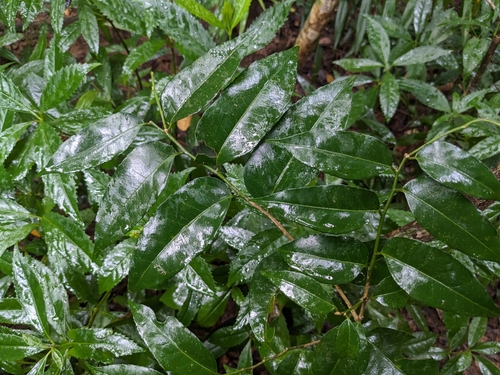 Putranjiva matsumurae iNat (3)