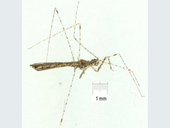 Empicoris rubromaculatus