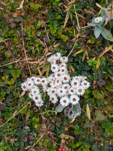 Anaphalis nepalensis, photograph 2