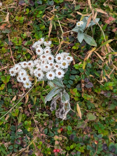 Anaphalis nepalensis, photograph 3