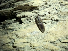 Deilelater physoderus