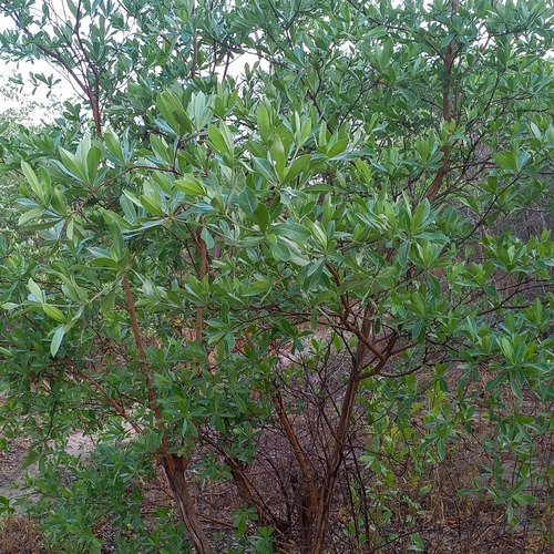 silver terminalia