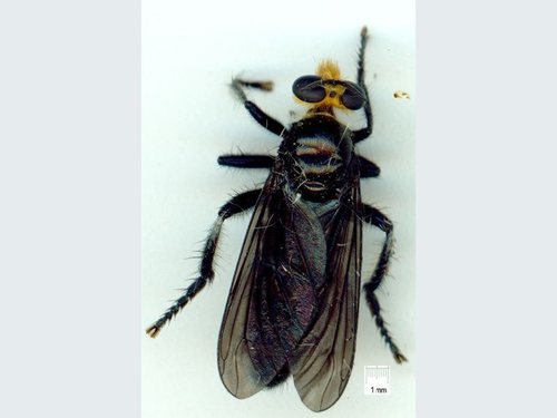 Cyanonedys lugubris