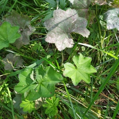 Alchemilla subcrenata