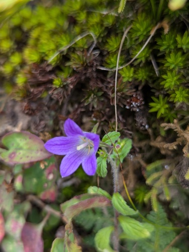 Campanula pallida, photograph 6