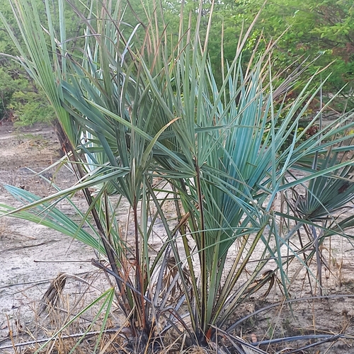 Makalani Palm