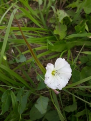 Convolvulus arvensis