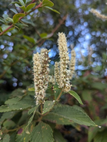 Shrubby Mint (Elsholtzia fruticosa)
