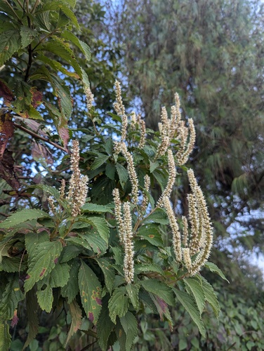 Elsholtzia fruticosa, photograph 2