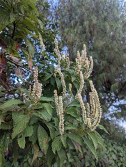 Elsholtzia fruticosa, photograph (c) Sagnik Dutta Roy, some rights reserved (CC BY)