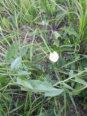 Convolvulus arvensis
