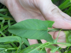 Convolvulus arvensis
