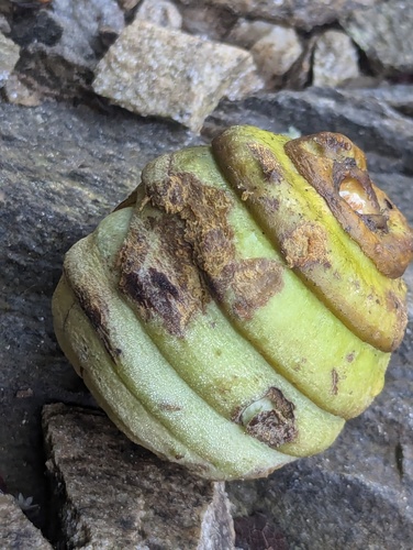 Bull Oak (Quercus lamellosa)