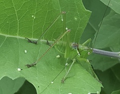 Neobarrettia sinaloae