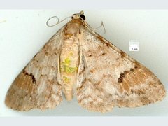 Myrioblephara macariata