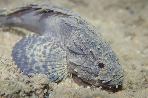 Goblinfish (Vespicula trachinoides) — Tetrarogidae — 4