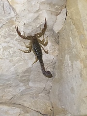 Vaejovis intermedius