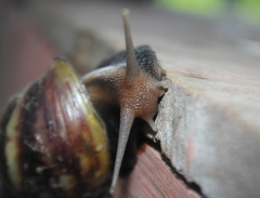 Lissachatina fulica