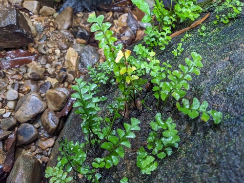 Osmolindsaea japonica iNat (3)