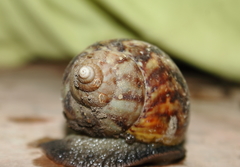 Lissachatina fulica