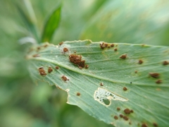 Uromyces polygoni-avicularis