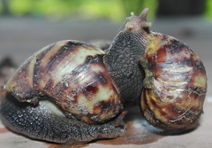 Lissachatina fulica