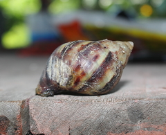 Lissachatina fulica