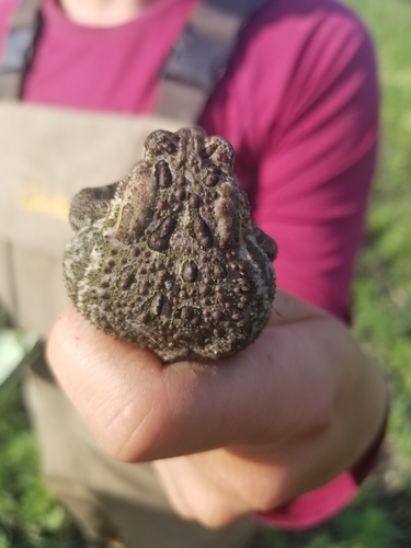 Anaxyrus hemiophrys