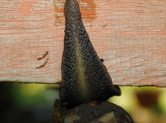 Lissachatina fulica