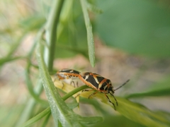 Eurydema gebleri