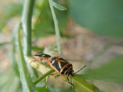 Eurydema gebleri