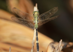 Orthetrum sabina