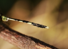 Orthetrum sabina