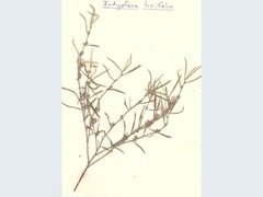 Indigofera linifolia