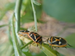 Eurydema gebleri