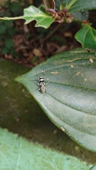 Chlorophorus signaticollis