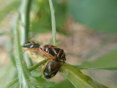 Eurydema gebleri