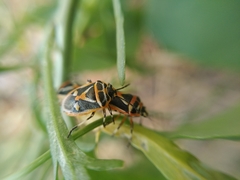 Eurydema gebleri