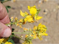 Crotalaria medicaginea