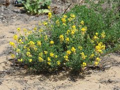 Crotalaria medicaginea