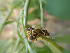 Eurydema gebleri