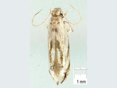 Erechthias acontotypa