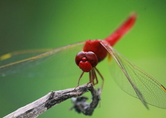 Crocothemis servilia