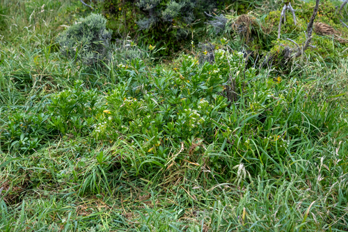 Lepidium oleraceum, photograph 2