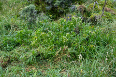 (c) Richard Littauer, some rights reserved (CC BY) Lepidium oleraceum, photograph (c) Richard Littauer, some rights reserved (CC BY)